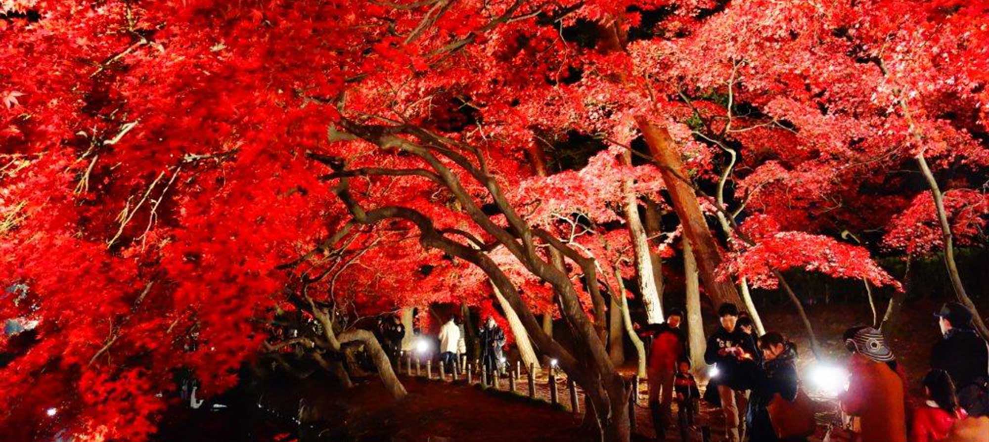 Осенние алые клены красиво высвечиваются иллюминацией в ночи. Регион Тохоку